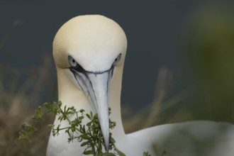 Northern gannet (Morus bassanus) adult seabird bird carrying nest material in its beak in summer,