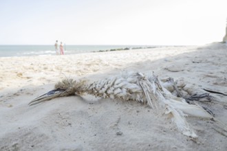 Northern gannet (Morus bassanus) adult seabird bird dead on a beach, England, United Kingdom