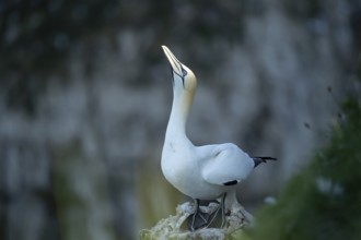 Northern gannet (Morus bassanus) adult seabird bird on a cliff top in summer, RSPB Bempton cliffs