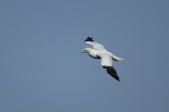 Northern gannet (Morus bassanus) adult seabird bird in flight, RSPB Bempton cliffs nature reserve,