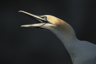 Northern gannet (Morus bassanus) adult seabird bird with its beak open in summer, RSPB Bempton