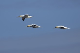 Northern gannet (Morus bassanus) three adult seabird birds in flight in summer, RSPB Bempton cliffs