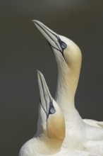 Northern gannet (Morus bassanus) two adult seabird birds performing their love courtship display on