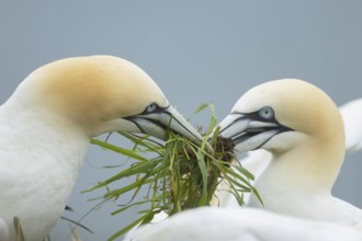Northern Gannet (Morus bassanus) two adult seabird birds fighting over a clump of grass for nesting