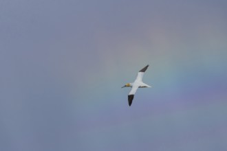 Northern gannet (Morus bassanus) adult seabird bird in flight with a rainbow in the background,