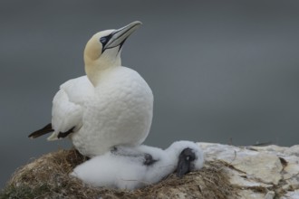Northern gannet (Morus bassanus) adult parent and juvenile baby seabird birds sleeping on a nest on