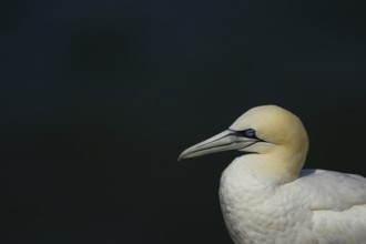 Northern gannet (Morus bassanus) adult seabird bird sleeping, RSPB Bempton cliffs nature reserve,