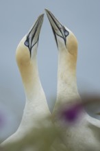 Northern gannet (Morus bassanus) two adult seabird birds performing their love courtship display,