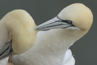 Northern gannet (Morus bassanus) two adult seabird birds performing their love courtship display,