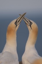 Northern gannet (Morus bassanus) two adult seabird birds performing their love courtship display on