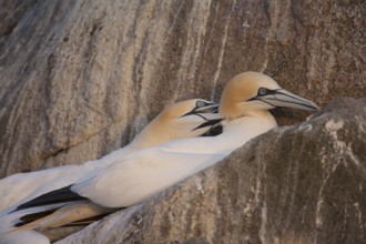 Northern gannet (Morus bassanus) two adult seabird birds performing their love courtship display on