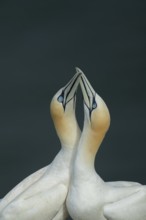 Northern gannet (Morus bassanus) two adult seabird birds performing their love courtship display in