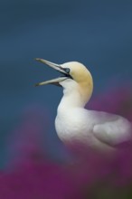 Northern gannet (Morus bassanus) adult seabird bird calling amongst cliff top summer flowers, RSPB