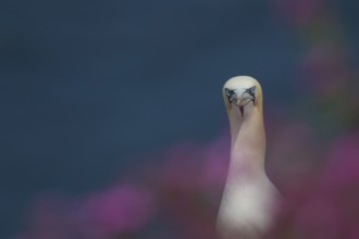 Northern gannet (Morus bassanus) adult seabird bird amongst cliff top summer red campion flowers,
