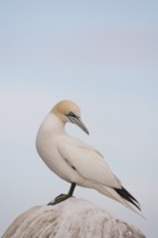 Northern gannet (Morus bassanus) adult seabird bird on a rock in summer, Ireland