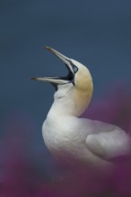 Northern gannet (Morus bassanus) adult seabird bird with its beak open amongst cliff top summer