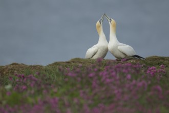 Northern gannet (Morus bassanus) two adult seabird birds performing their love courtship display in