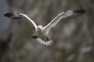 Northern gannet (Morus bassanus) adult seabird bird flying carrying nest material in its beak in