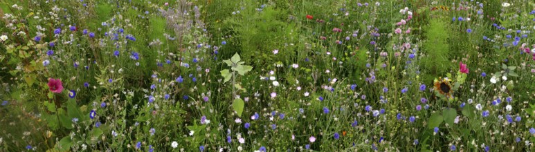 Vegetation, wildflowers, wildflower meadow, meadow, biodiversity, panorama, Rügen island, largest