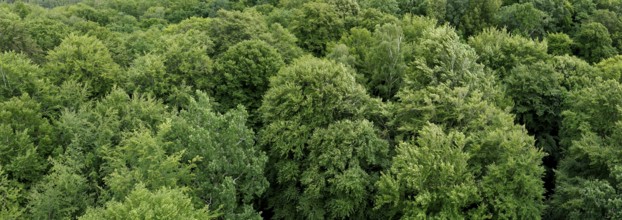 European beech (Fagus sylvatica), beech, beech forest, treetops from above, island of Rügen,