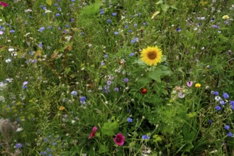 Vegetation, wildflowers, wildflower meadow, meadow, biodiversity, island of Rügen, largest and most