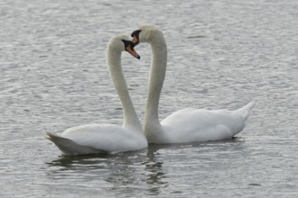 Mute swan (Cygnus olor) two adult birds performing their courtship love display on the water of a