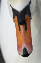 Mute swan (Cygnus olor) adult bird head portrait, England, United Kingdom