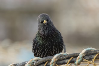 Common starling (Sturnus vulgaris) adult bird on fishing nets in a harbour in winter, England,