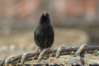 Common starling (Sturnus vulgaris) adult bird singing on fishing nets in a harbour in winter,
