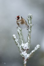 European goldfinch (Carduelis carduelis) adult garden bird on a snow covered Christmas spruce tree