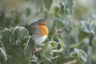European Robin (Erithacus rubecula) adult garden bird on a frost covered Ivy tree branch in winter,
