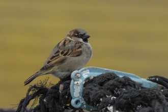 House sparrow (Passer domesticus) adult male bird on fishing nets in a harbour in winter, England,