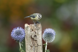 Blue tit (Cyanistes caeruleus) adult garden bird on a wooden post in summer, England, United