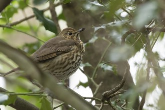 Song thrush (Turdus philomelos) adult bird on a tree branch in winter, England, United Kingdom