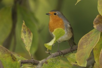 European Robin (Erithacus rubecula) adult garden bird in a Magnolia tree with autumn colour leaves,