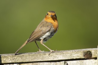 European Robin (Erithacus rubecula) adult garden bird on a wooden fence in spring, England, United