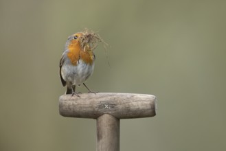 European Robin (Erithacus rubecula) adult garden bird on a fork handle with nesting material in its