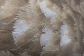 Mute swan (Cygnus olor) juvenile young cygnet bird close up of the detail of its wing feathers,