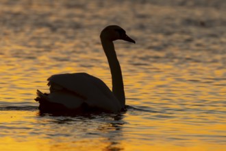 Mute swan (Cygnus olor) silhouette of an adult bird on a lake at sunset, England, United Kingdom