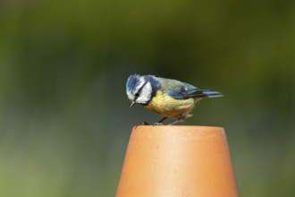 Blue tit (Cyanistes caeruleus) adult garden bird on a flower pot, England, United Kingdom
