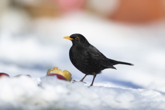 Eurasian blackbird (Turdus merula) adult male garden bird feeding on fruit on a snow covered grass