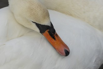 Mute swan (Cygnus olor) adult bird resting its head on its wing, England, United Kingdom
