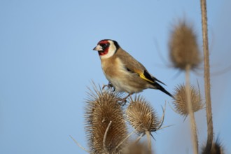 European goldfinch (Carduelis carduelis) adult garden bird on a Teasel seedhead in winter, England,