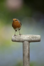 European Robin (Erithacus rubecula) adult garden bird on a fork handle in spring, England, United