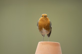 European Robin (Erithacus rubecula) adult garden bird on a flower pot, England, United Kingdom