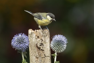 Great tit (Parus major) adult garden bird on a wooden post in summer, England, United Kingdom
