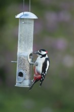 Great spotted woodpecker (Dendrocopos major) adult garden bird feeding on sunflower seed hearts