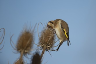 European goldfinch (Carduelis carduelis) adult garden bird feeding on a Teasel seedhead in winter,