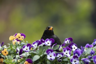 Eurasian blackbird (Turdus merula) adult male garden bird on a flower pot with Pansy and Viola