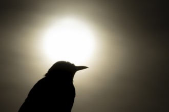 Eurasian blackbird (Turdus merula) silhouette of an adult garden bird head portrait at sunrise,
